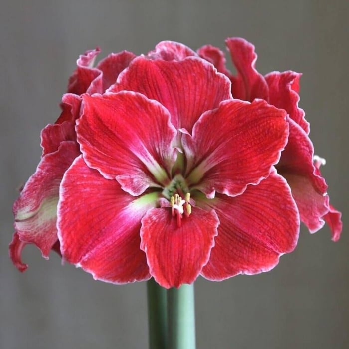 My passion for amaryllis Longfield Gardens