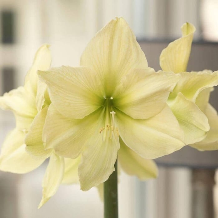 My passion for amaryllis Longfield Gardens