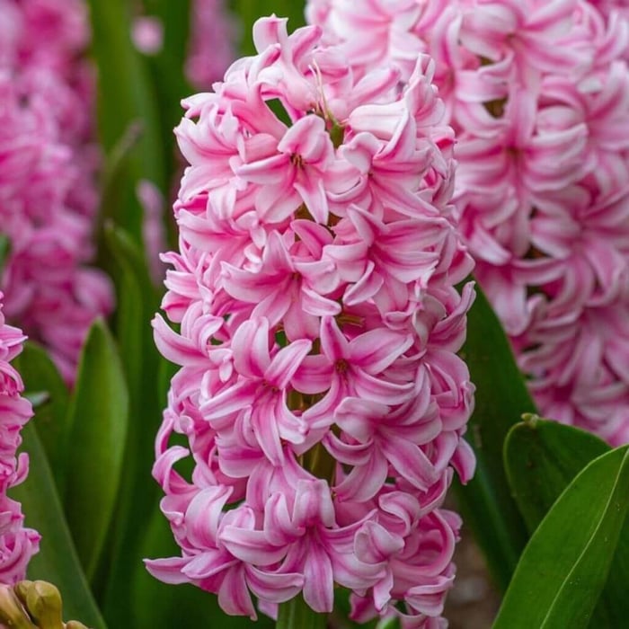 How to force hyacinths in soil and water