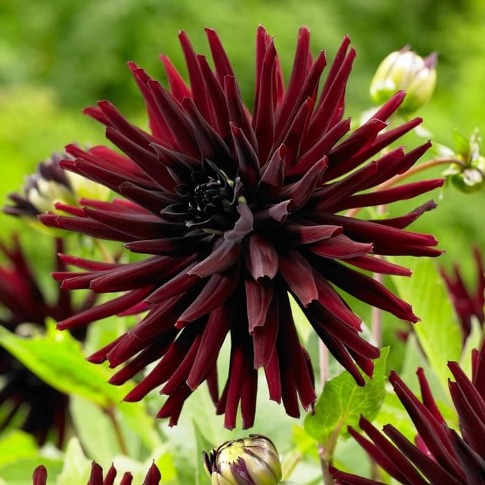 Dahlia Flower Forms the garden and vase Longfield Gardens