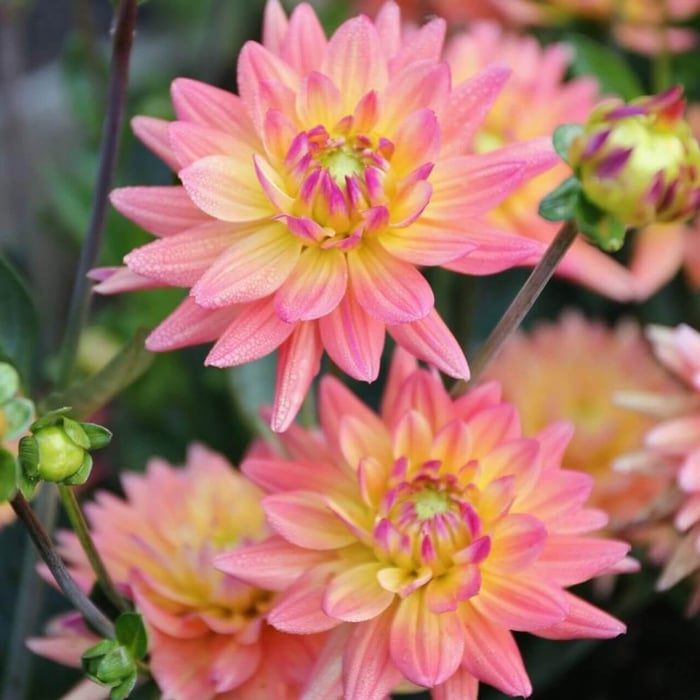 Dahlia Flower Forms for the garden and vase Longfield Gardens