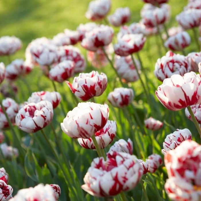Tips for Using Tulips as Cut Flowers Longfield Gardens