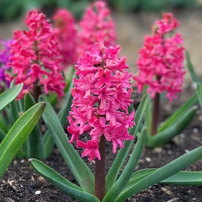How to force hyacinths in soil and water longfield gardens