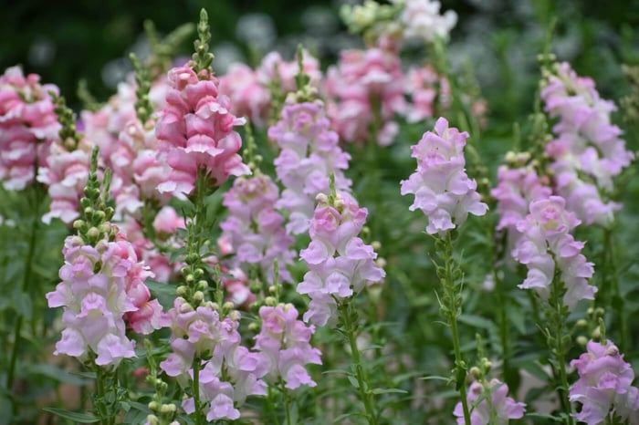 Snapdragon
