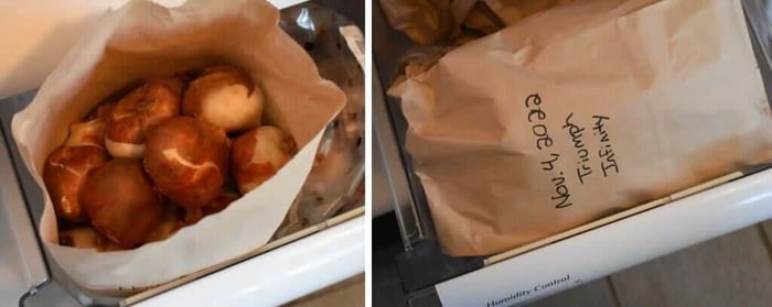 How to Force Tulips Longfield Gardens