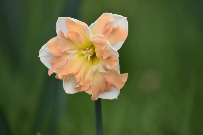 Cum Laude Daffodil