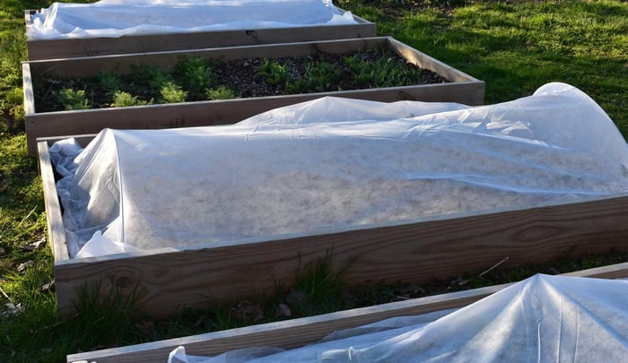 How to grow anemones in cold climates Longfield Gardens