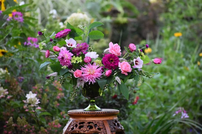Dahlia Flower Forms the garden and vase Longfield Gardens