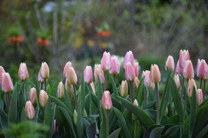 Tips for Using Tulips as Cut Flowers Longfield Gardens