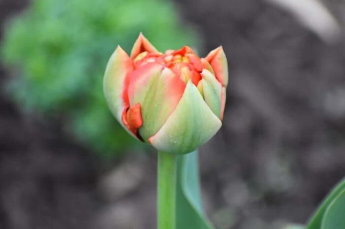 Tips for Using Tulips as Cut Flowers Longfield Gardens