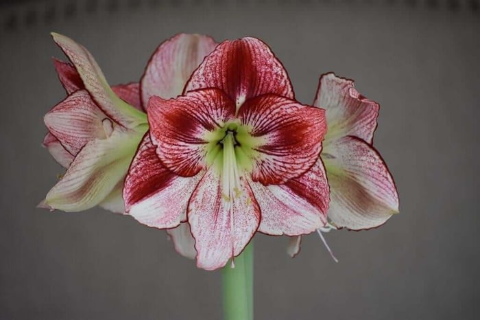 My passion for amaryllis Longfield Gardens