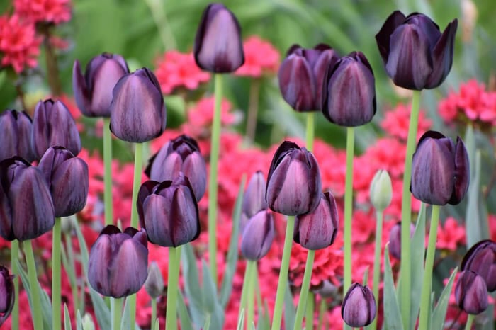 Queen of Night Tulip