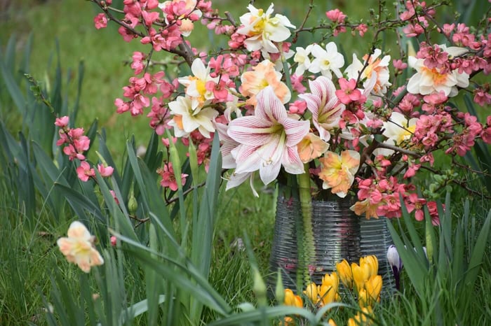 Cum Laude Daffodil