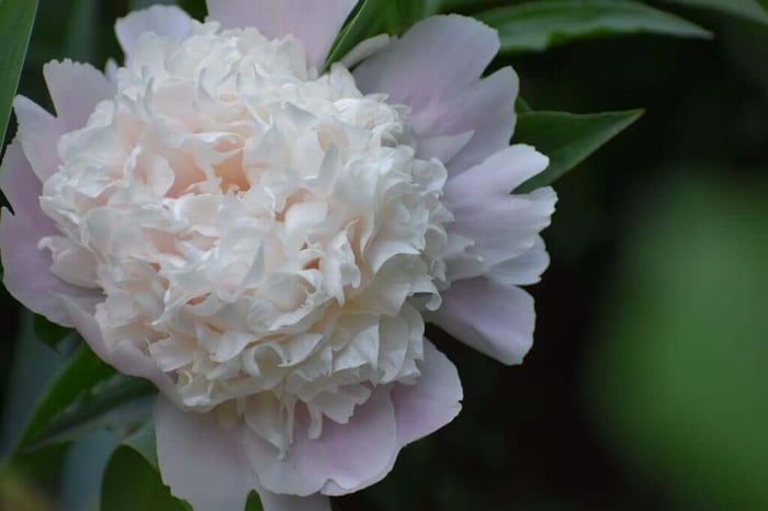 Tips for using peonies as cut flowers Longfield Gardens