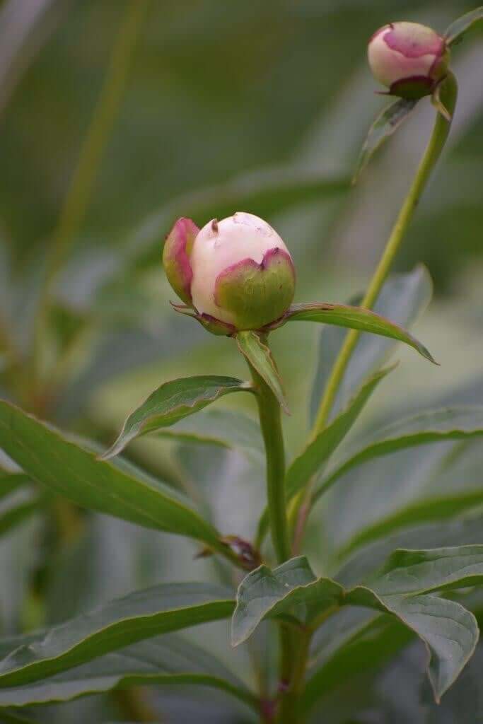 Tips for using peonies as cut flowers Longfield Gardens