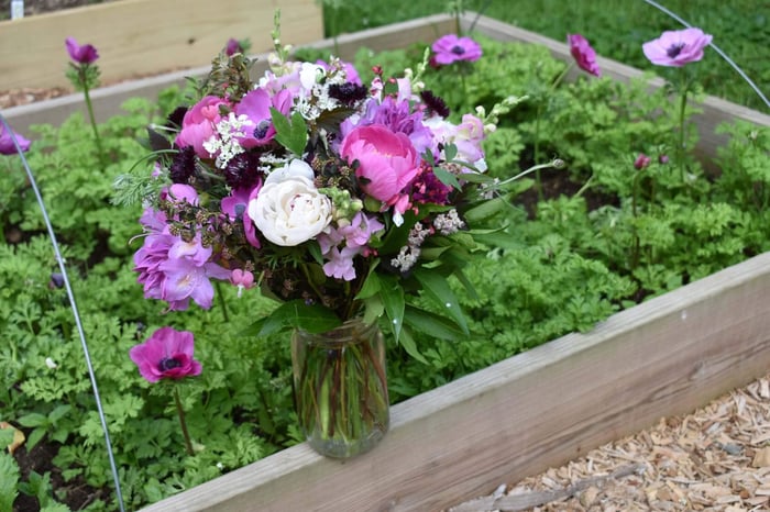 How to grow anemones in cold climates Longfield Gardens