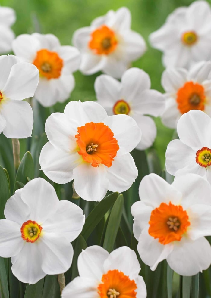 Daffodil-Barrett-Browning—Longfield-Gardens