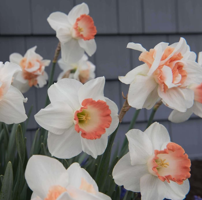 Daffodil-Pink-Pride—Longfield-Gardens
