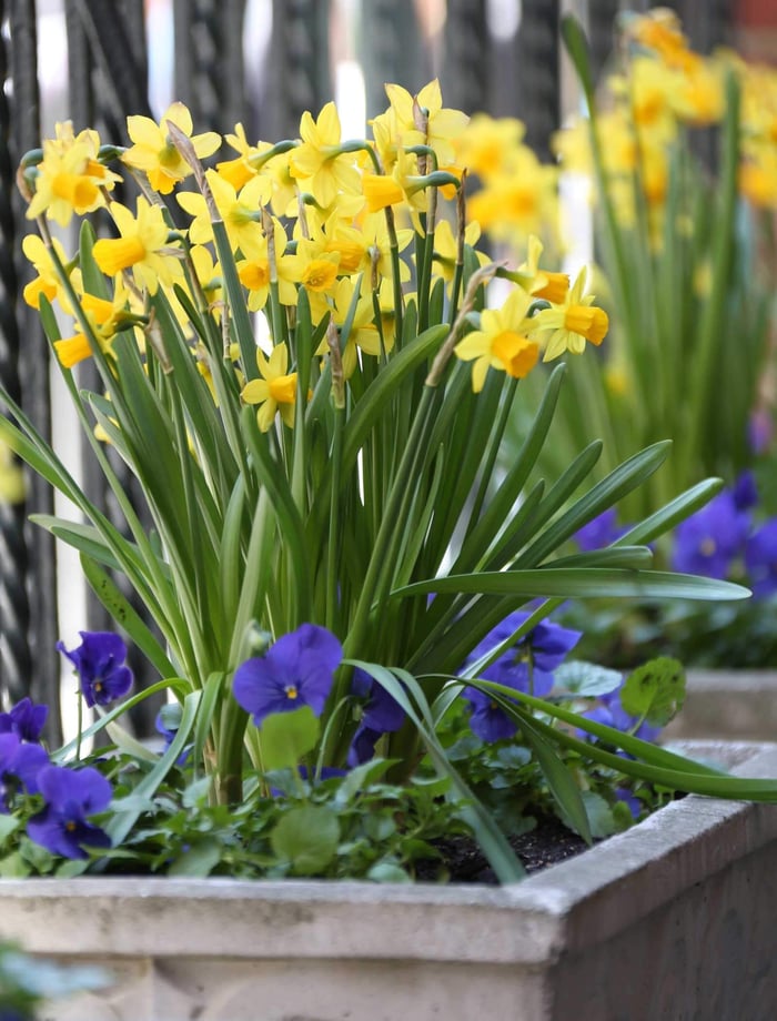 Daffodil-Tete-a-Tete-Longfield-Gardens