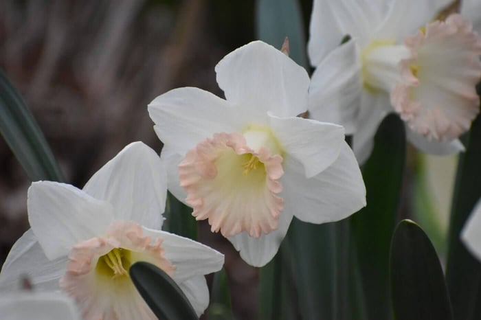 Daffodil_British_Gamble