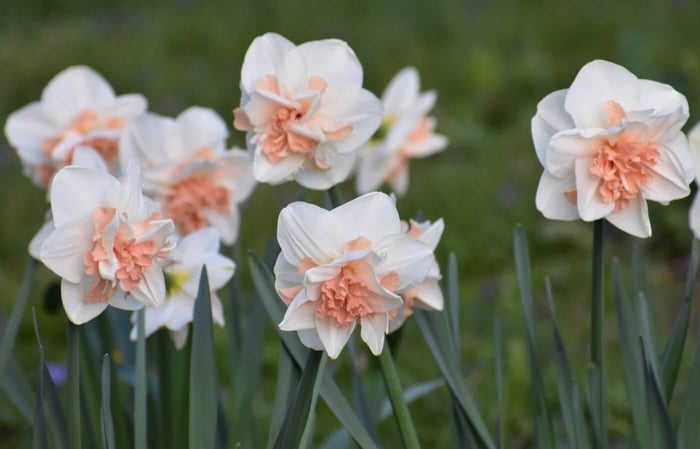Delnashaugh Daffodil