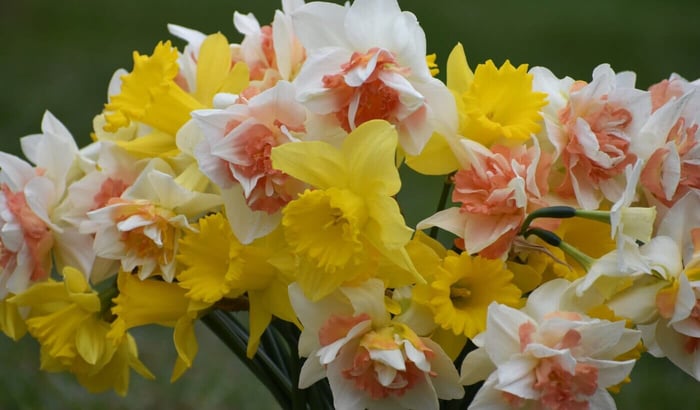 Daffodil_Dutch_Master_Mixed
