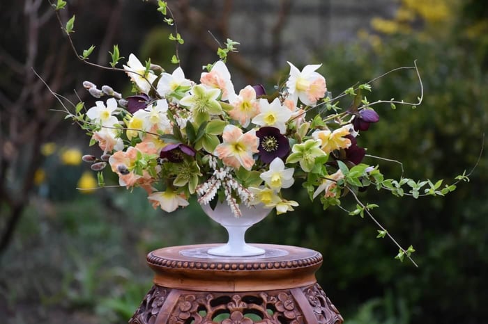 Daffodil_Love_Call_and_Pueblo