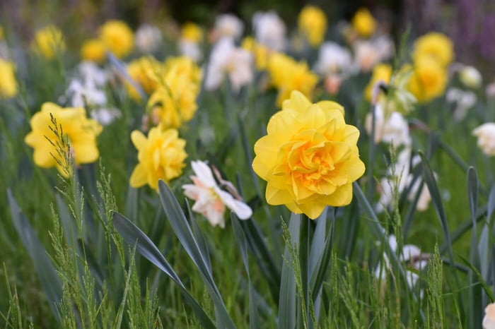 Sherborne Daffodil