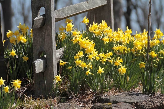 hosta-and-daffs
