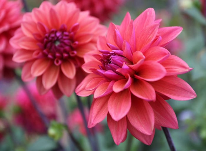8 Tips for Growing Better Dahlias – Longfield Gardens