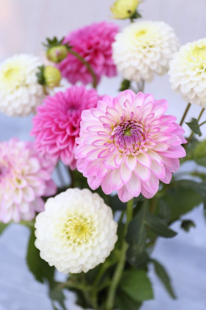New Dahlias for 2022 - Longfield Gardens