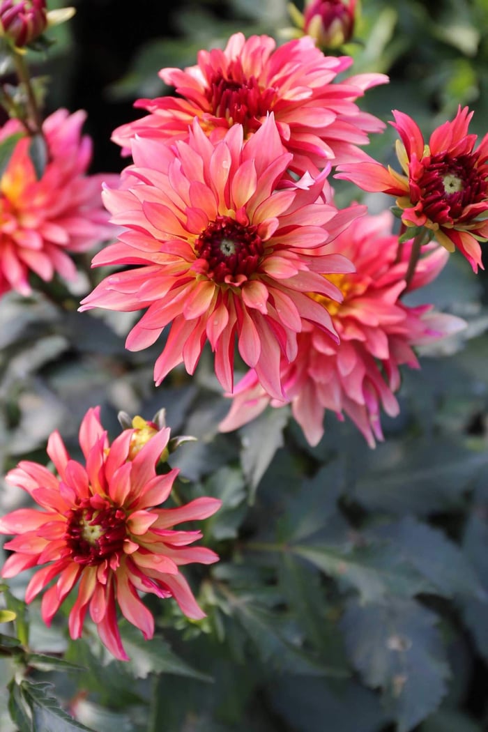Trial Garden Update Dahlia Art Nouveau - Longfield Gardens