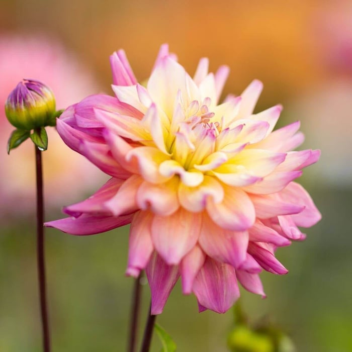 New Dahlias for 2022 - Longfield Gardens