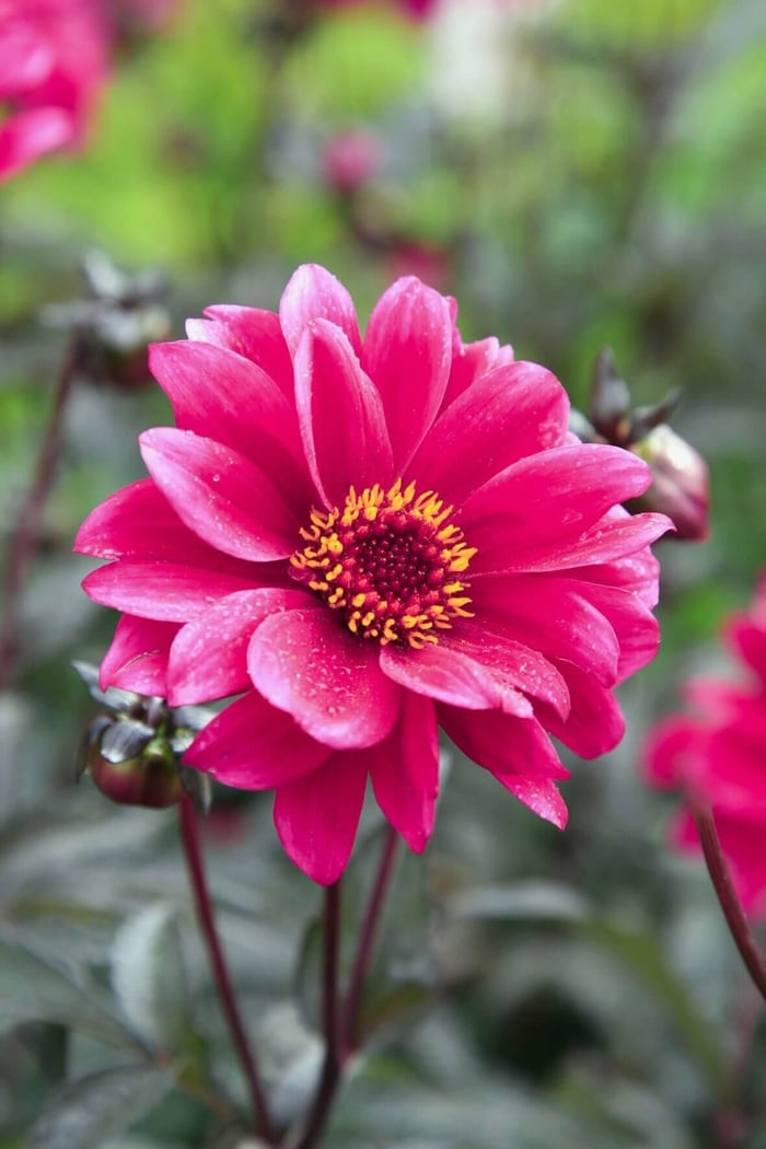 New Dahlias for Your 2019 Flower Garden - Longfield Gardens