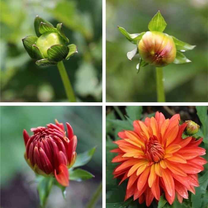 Border Dahlia-Bloom-Progression