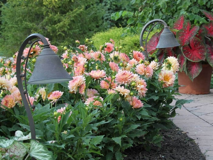 Types of Dahlias - Flower Styles and Sizes - Longfield Gardens