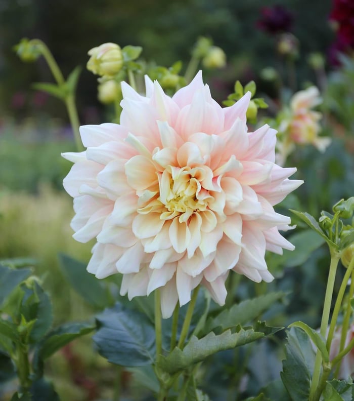 New Dahlia Collections from Flirty Fleurs - Longfield Gardens