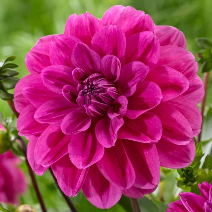 New Dahlias for Your 2019 Flower Garden - Longfield Gardens
