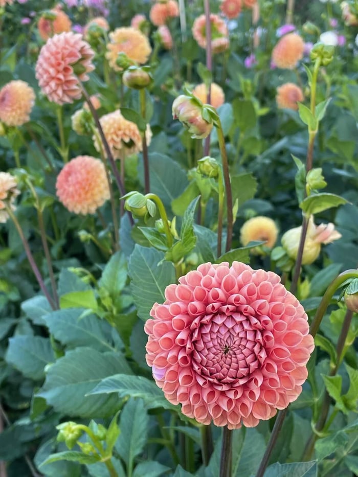 New Dahlias for 2023 - Longfield Gardens