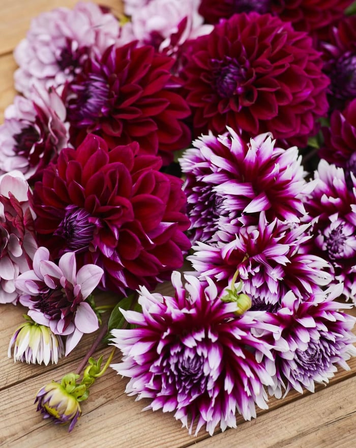 New Dahlias for 2023 - Longfield Gardens