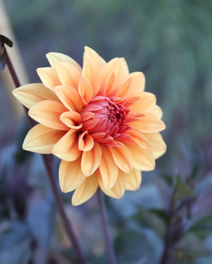 Types of Dahlias - Flower Styles and Sizes - Longfield Gardens