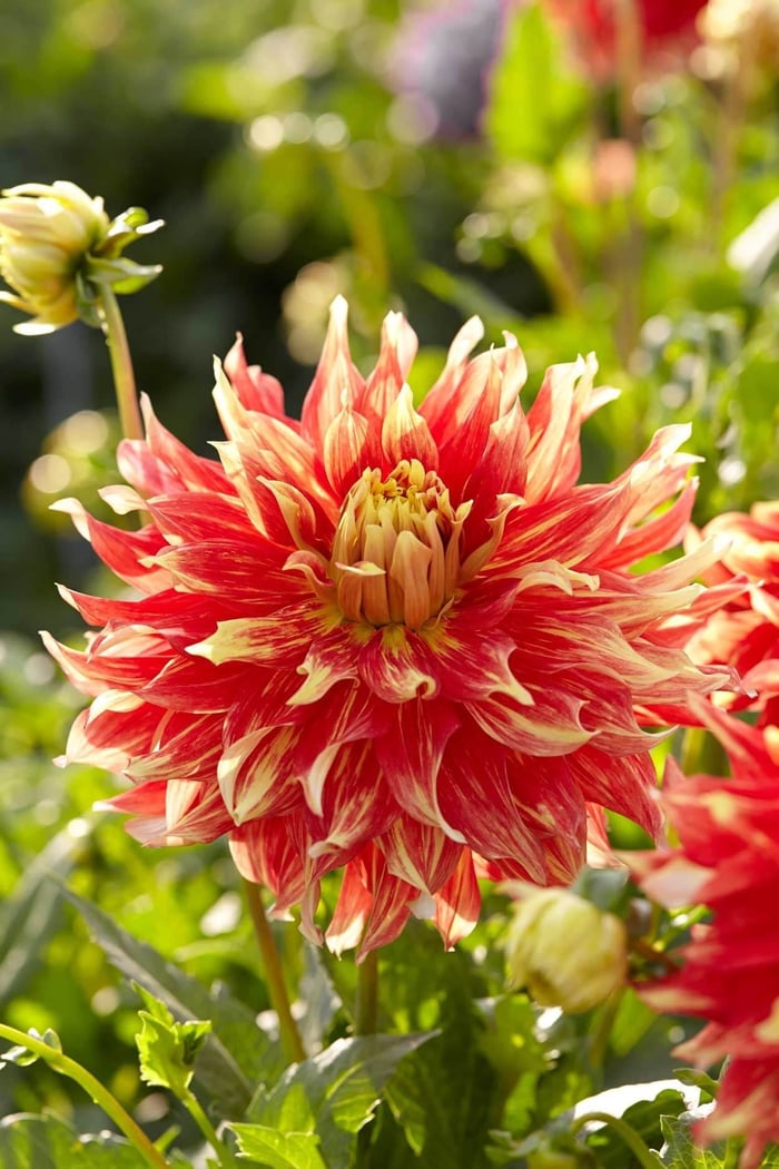 Types of Dahlias - Flower Styles and Sizes - Longfield Gardens