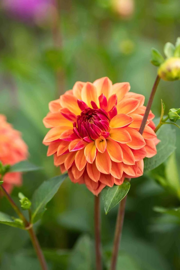 New Dahlias for Your 2019 Flower Garden - Longfield Gardens
