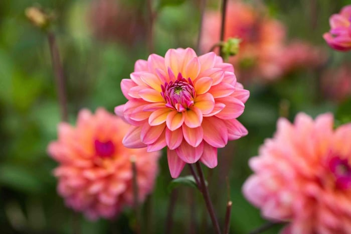New Dahlias for Your 2019 Flower Garden - Longfield Gardens