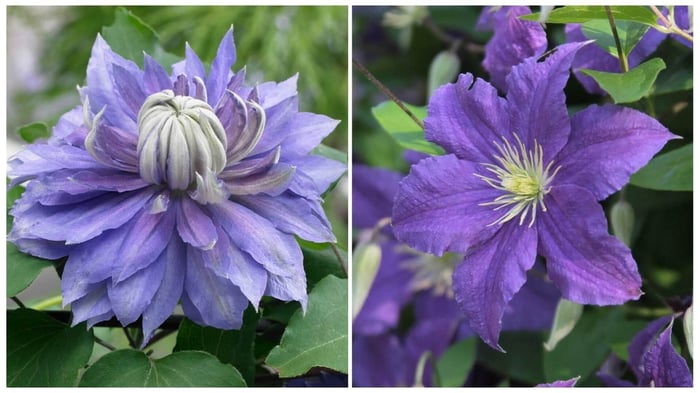 Dahlia Live Stream Youtube Thumbnail (2)