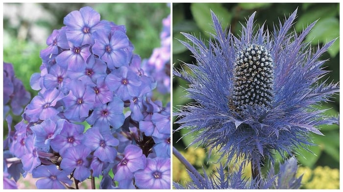 Dahlia Live Stream Youtube Thumbnail