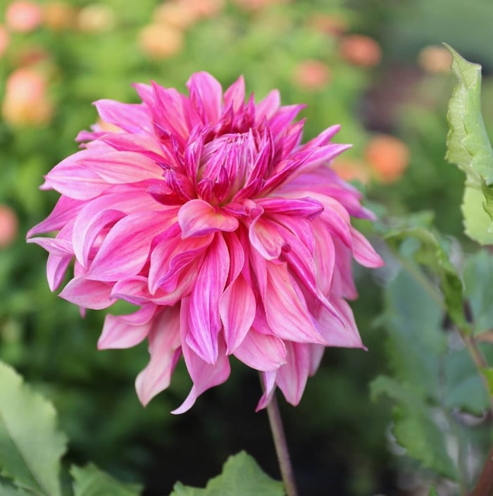 New Dahlia Collections from Flirty Fleurs - Longfield Gardens