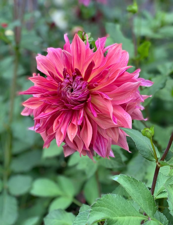 Can Dahlias Change Color - Longfield Gardens
