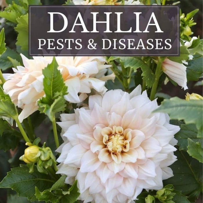 Dahlia Pests and Disease - Longfield Gardens