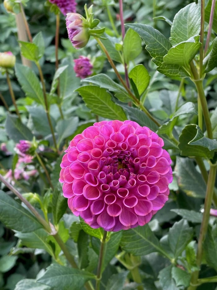 New Dahlias for 2022 - Longfield Gardens